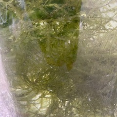 ウィローモスの画像