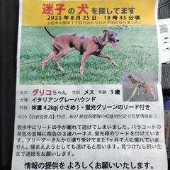 迷子の犬を探しています！