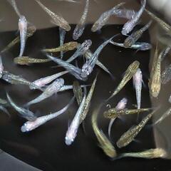 【終盤のサービス②】琥珀ラメゴールド✕他品種　Ｆ２　２５匹　ラメ　メダカ　めだかの画像