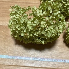 アナベル ドライフラワー　10本の画像