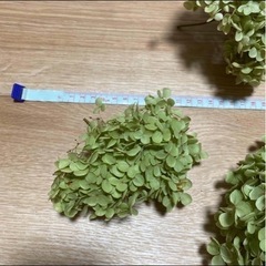 アナベル ドライフラワー　10本の画像
