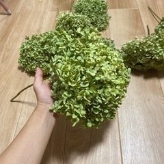 アナベル ドライフラワー　10本の画像