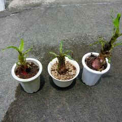 モンキーバナナ子株　どれでも５００円の画像