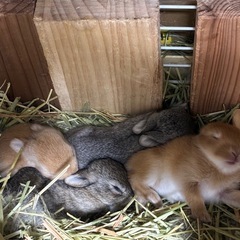 うさぎ　ロップ、ネザー