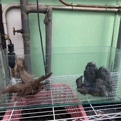 GEX　水槽　熱帯魚の画像