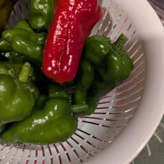 ナスとピーマンの画像