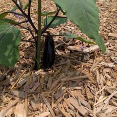 ナスとピーマンの画像