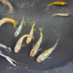 ラメ　ミックス　めだかの画像