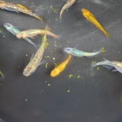 ラメ　ミックス　めだかの画像