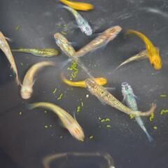 ラメ　ミックス　めだかの画像