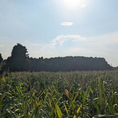 №C-c680-2【茨城県小美玉市】土地（山林）1筆あげま…