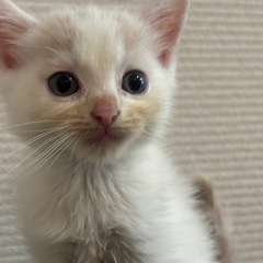 【2ヶ月】スコティッシュフォールド 男の子