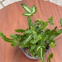 【和鉢付き】プテリス・アルボリネアータ｜シダ植物 17cm 観葉植物の画像