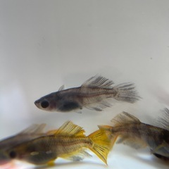 メダカ　菊虎　10匹　若魚　ブルーアイ因子持ちの画像