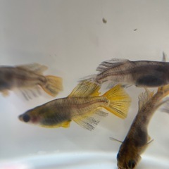 メダカ　菊虎　10匹　若魚　ブルーアイ因子持ちの画像