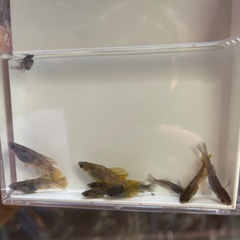 メダカ　菊虎　10匹　若魚　ブルーアイ因子持ちの画像