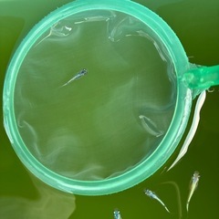 ネプチューン　メダカの画像