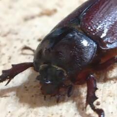 外国産カブトムシ　バラタスサスマタサイカブト　♂単品　ペットの画像
