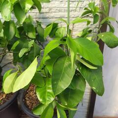 檸檬鉢植え　３鉢の画像