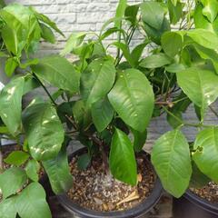 檸檬鉢植え　３鉢の画像