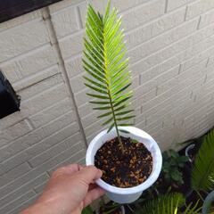 ソテツ 蘇鉄 観葉植物の画像