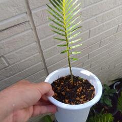 ソテツ 蘇鉄 観葉植物の画像