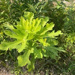 いちじく🌈の苗になるかなぁ。。欲しい方いますか。の画像