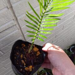 ソテツ 黒ポット 観葉植物の画像