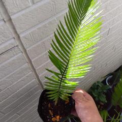 ソテツ 黒ポット 観葉植物の画像