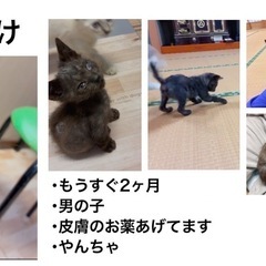近所で生まれた子猫を保護しています