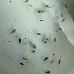 🌸豪華3点セット🌸人気メダカ ダルマ体型フロマージュ・ブルーマーキュリーMIX 25匹以上（稚魚〜若魚）＆ホテイ草1個＆新品10Lバケツの画像