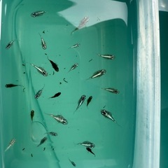 🌸豪華3点セット🌸人気メダカ ダルマ体型フロマージュ・ブルーマーキュリーMIX 25匹以上（稚魚〜若魚）＆ホテイ草1個＆新品10Lバケツの画像