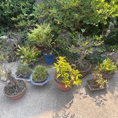 祖父👴の盆栽🪴植物たち。の画像