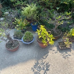祖父👴の盆栽🪴植物たち。の画像