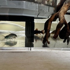 熱帯魚　コリドラス9種＋アフリカンランプアイ　商談中です。の画像