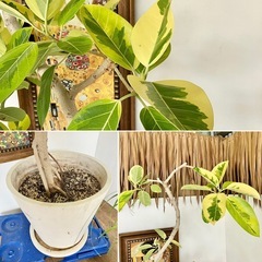 観葉植物 2点セット フィカスアルテシマ トックリランの画像
