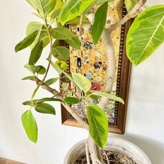 観葉植物 2点セット フィカスアルテシマ トックリランの画像