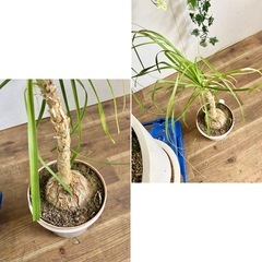 観葉植物 2点セット フィカスアルテシマ トックリランの画像
