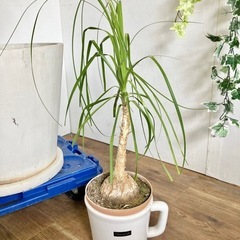 観葉植物 2点セット フィカスアルテシマ トックリランの画像