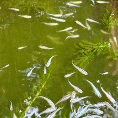 高級メダカミックス　10匹単位の画像