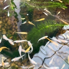 高級メダカミックス　10匹単位の画像