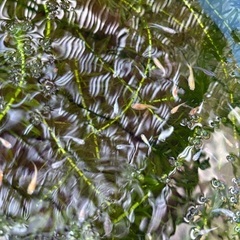 高級メダカミックス　10匹単位の画像