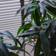 観葉植物　ドラセナ　ソング・オブ・ジャマイカ10号　人工土で虫こないの画像
