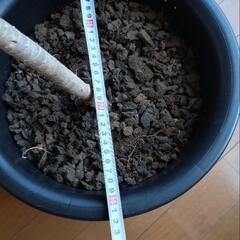 観葉植物　ドラセナ　ソング・オブ・ジャマイカ10号　人工土で虫こないの画像