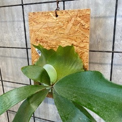 コウモリラン ビカクシダ 板20×30 ネザーランドの画像
