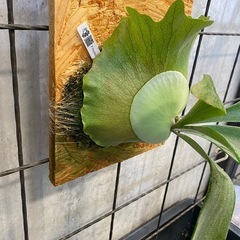 コウモリラン ビカクシダ 板20×30 ネザーランドの画像