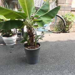 ドワーフモンキーバナナ（大）3株の画像