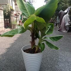ドワーフモンキーバナナ（大）二株の画像