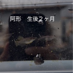 メダカ　1000円均一の画像