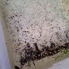 メダカお譲り幼魚の画像